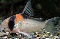 Photo Freshwater Fish Adolfoi Cory Cat 