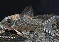 Photo Freshwater Fish Corydoras blochi 