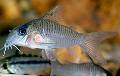 Photo Freshwater Fish Corydoras guianensis 