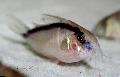 Photo Freshwater Fish Skunk Cory cat 