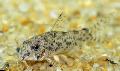 Photo Freshwater Fish Cochu's Catfish 