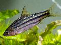 Photo Freshwater Fish Striped Barb 