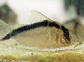 Photo Freshwater Fish Long nosed Arched Cory, Purus Cory, Narcisso Cory 