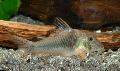 Aquarium Fishes Corydoras ellisae Photo
