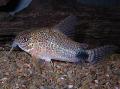 Photo Freshwater Fish Tailspot corydoras 