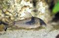 Aquarium Fishes Northern Longnose Cory  Photo