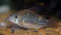 Photo Freshwater Fish Corydoras undulatus 