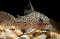 Photo Freshwater Fish Corydoras julii 
