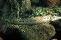 Photo Freshwater Fish Horseface Loach 