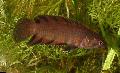 Photo Freshwater Fish Microctenopoma nanum 