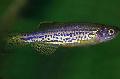 Photo Freshwater Fish Leopard Danio 