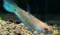 Photo Freshwater Fish Betta unimaculata 