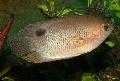 Photo Freshwater Fish Ceylon Combtai 