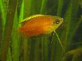 Photo Freshwater Fish Honey Dwarf Gourami 
