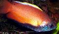 Photo Freshwater Fish Honey Gourami 