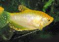 Aquarium Fishes Gold gurami Photo