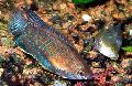 Peixes de Aquário Thick Lipped Gourami, Colisa labiosa Listrado foto