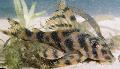 Aquarium Fishes Tiger-Banded Peckoltia Photo