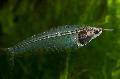 Photo Freshwater Fish Glass Catfish 