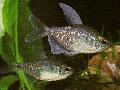 Photo Freshwater Fish Diamond Tetra 