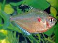 Photo Freshwater Fish Bleeding Heart Tetra 