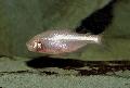 Photo Freshwater Fish Blind Cave Tetra 