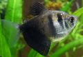 Photo Freshwater Fish Black Tetra 