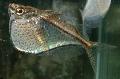 Photo Freshwater Fish Hatchetfish 