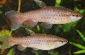 Photo Freshwater Fish Copeina guttata 