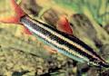 Photo Freshwater Fish Striped Anostomus 