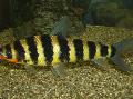 Photo Freshwater Fish Black banded leporinus 
