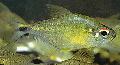 Photo Freshwater Fish Astyanax leopoldi 