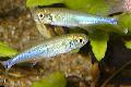 Photo Freshwater Fish Blue tetra 