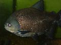 Aquarium Fishes Black Pacu Photo