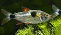 Photo Freshwater Fish Bucktooth Tetra 