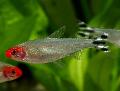 Photo Freshwater Fish Rummy Nose Tetra 