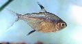 Photo Freshwater Fish Hemigrammus unilineatus 