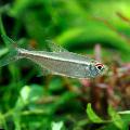 Photo Freshwater Fish Hyphessobrycon agulha 