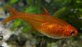 Photo Freshwater Fish Ember Tetra 