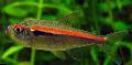 Photo Freshwater Fish Hyphessobrycon amapaensis 