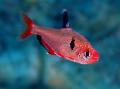 Photo Freshwater Fish Serpae Tetra 