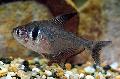 Photo Freshwater Fish Black Phantom Tetra 