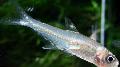 Photo Freshwater Fish Hyphessobrycon minor 