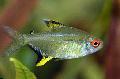 Photo Freshwater Fish Lemon Tetra 