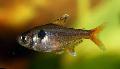 Photo Freshwater Fish Hyphessobrycon roseus 