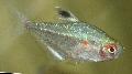 Photo Freshwater Fish Lesser Bleeding Heart Tetra 