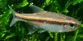 Akvaryum Balıkları Vilmas Tetra, Hyphessobrycon vilmae altın fotoğraf