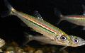 Photo Freshwater Fish Iguanodectes adujai 