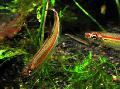 Photo Freshwater Fish Iguanodectes geisleri 
