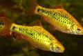 Photo Freshwater Fish Barbus schuberti 
